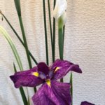 初夏らしい花材で、いけばなお稽古