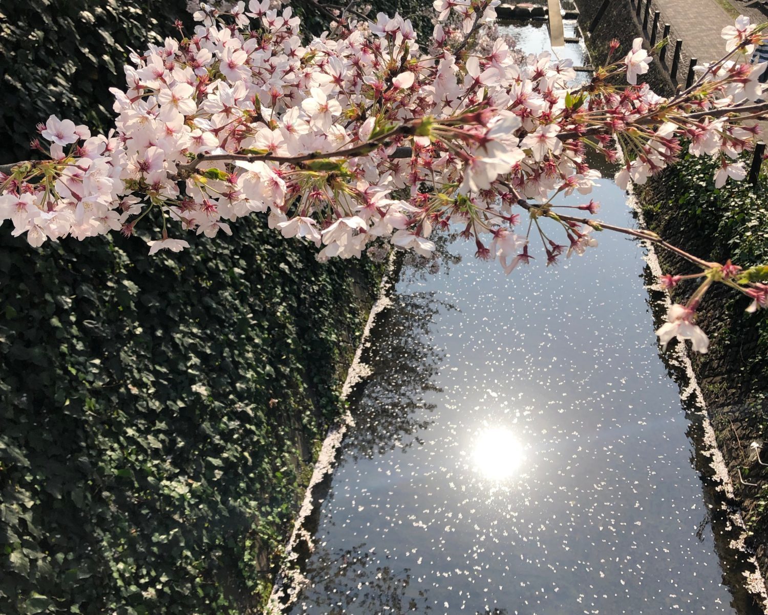 桜吹雪と花いかだ