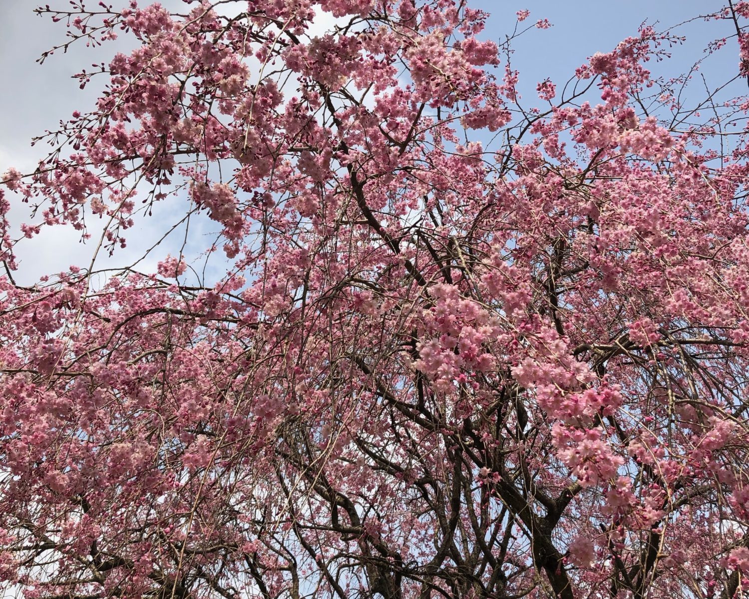DIC川村記念美術館の桜