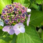 紫陽花を見るならここ。私の2大おすすめスポット。