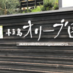 樹齢100年以上経つ木になる実を使った希少なオリーブオイル/小豆島オリーブ園の「せとのめぐみ」