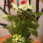 2020年2月のいけばな。いけかえの更にいけかえ。