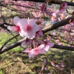 外ラン始めました。