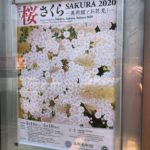 【東京・恵比寿】山種美術館と郷さくら美術館/散歩をしながら２つの美術館巡り/さくらが咲き誇る展示室でお花見はいかがでしょう。
