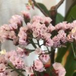 3月のいけばな／誰かのために、いける花。