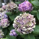 綺麗ははかなく 美しいは強い 見頃にはまだ早かった紫陽花見物で思ったこと