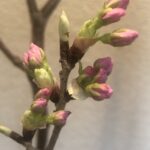 【いけばな】2021年2月 お正月のお花 ３回目のいけ替えでさらに春らしく