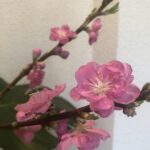 いけ替え 如月のいけばな 2021.2月