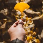 イチョウの葉は、切れ込みがあるものとないものがある。