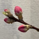 桃の花で安定の季節感 如月のいけばな 2022年2月