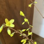レンギョウとアイリスが咲くのが待ち遠しい 弥生のいけばな 2022年3月