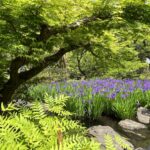 根津美術館の燕子花と新緑の庭園散策が清々しい 2022年4月の振返りと5月に向けて