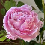 芍薬の見た目も香りも華やかな 皐月のいけばな 2022年5月