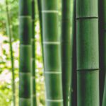 青く美しいたけのこ_青磁陽刻筍形水注