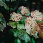 迷惑なゲリラ豪雨か、恵みの雨か。