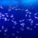 えのすいのくらげ展【新江ノ島水族館】偏愛を感じるキャプションが面白い