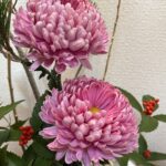 牡丹のような大きな菊が華やかな お正月の生け花  2024年12月