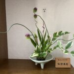 丹頂アリアムが ユニークな空間を作る 卯月のいけばな 2025年４月