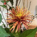 万年青のお生花と盛花 お正月のいけばな2026年1月